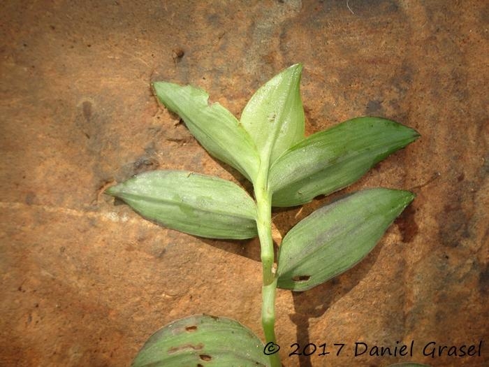 Tradescantia cymbispatha