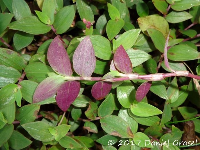 Tradescantia cymbispatha