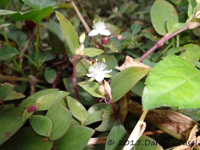 Tradescantia cymbispatha