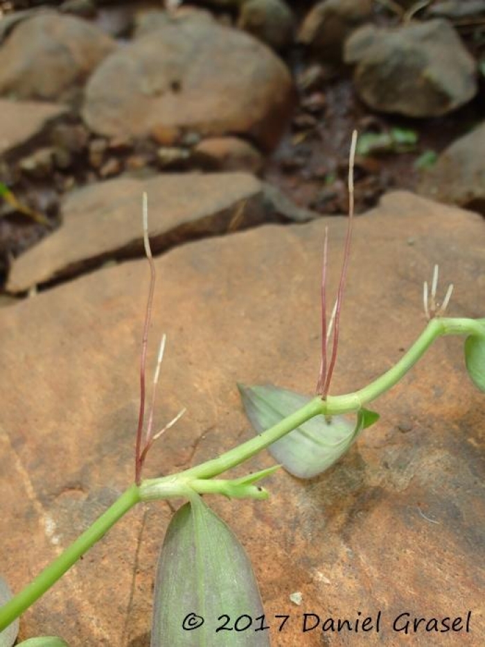 Tradescantia cymbispatha