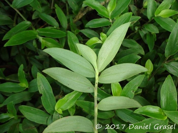 Tradescantia cymbispatha