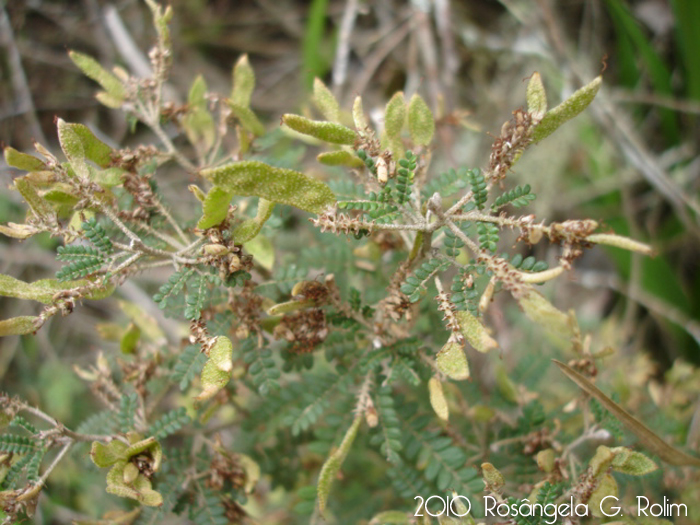 Mimosa taimbensis