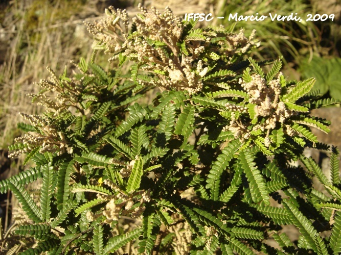 Mimosa taimbensis