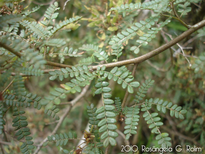 Mimosa taimbensis