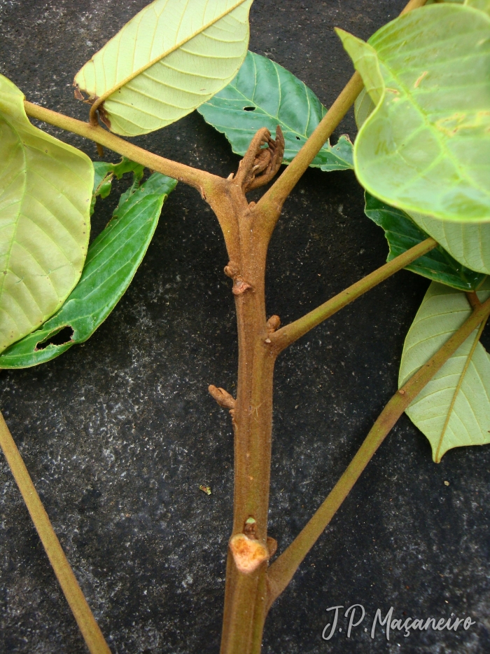 Ormosia arborea