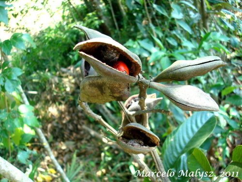 Ormosia arborea