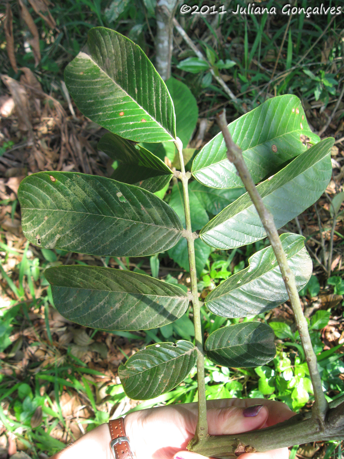 Ormosia arborea