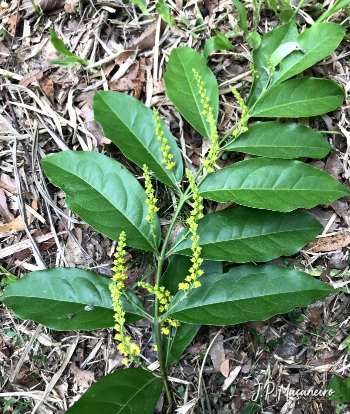 Bunchosia pallescens