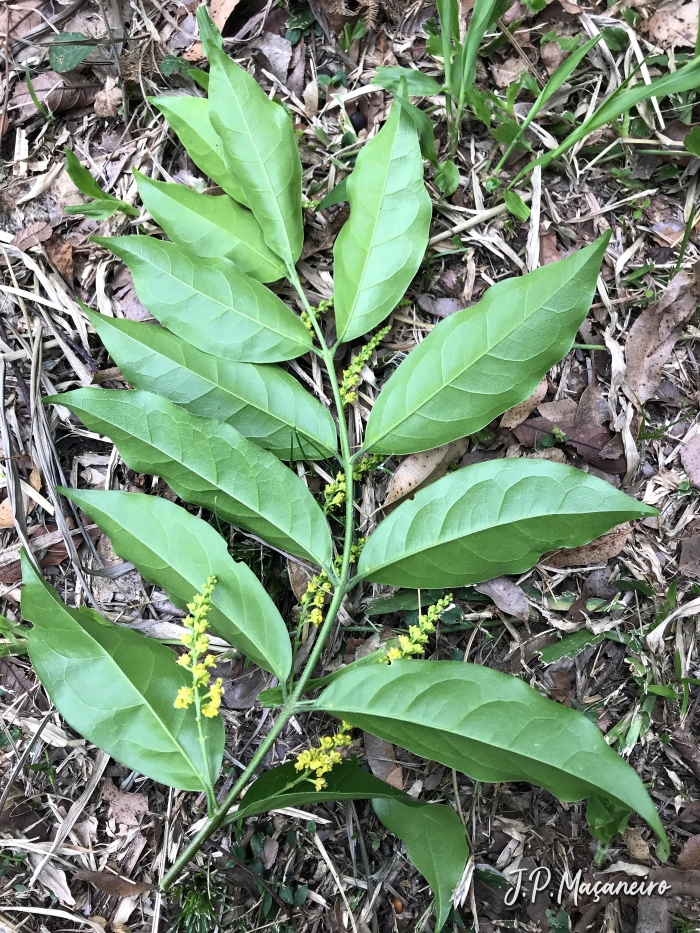 Bunchosia pallescens