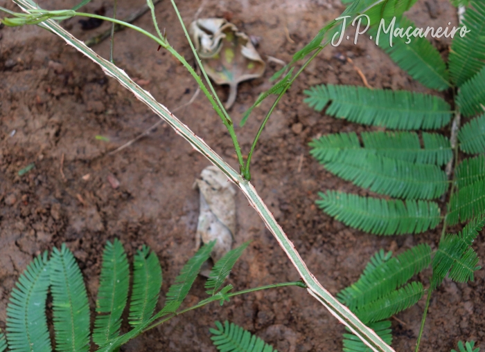 Piptadenia gonoacantha