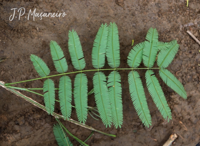 Piptadenia gonoacantha