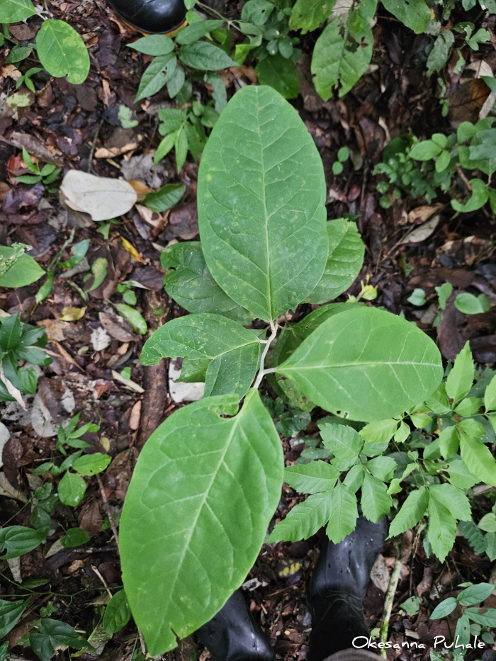 Thryallis brachystachys