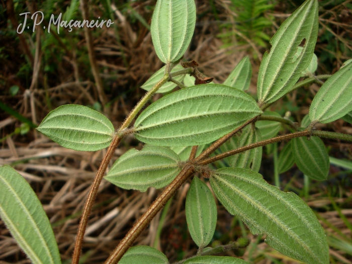 Pleroma raddianum