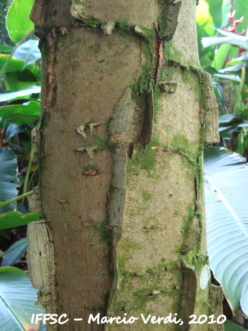 Piptadenia gonoacantha