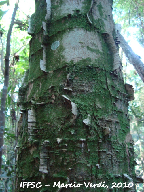 Piptadenia gonoacantha