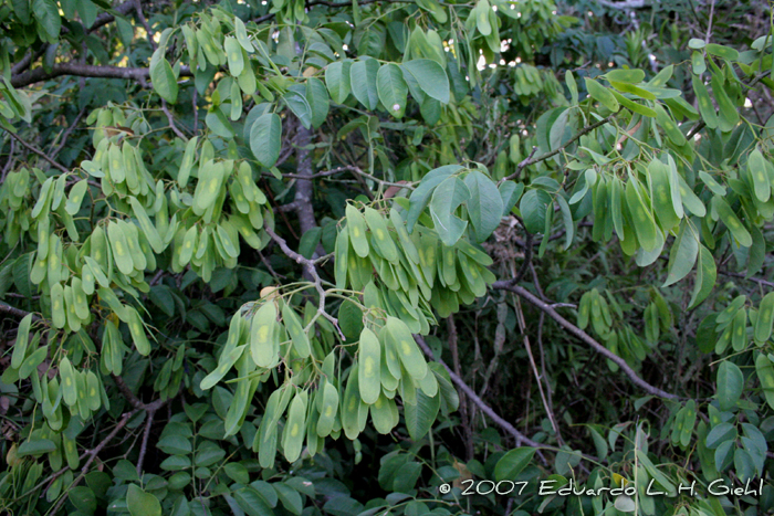 Dalbergia frutescens