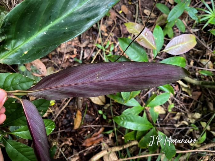 Stromanthe thalia