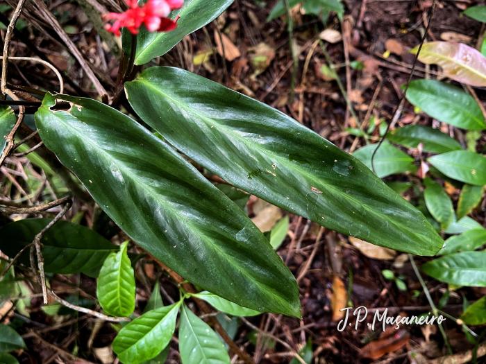 Stromanthe thalia