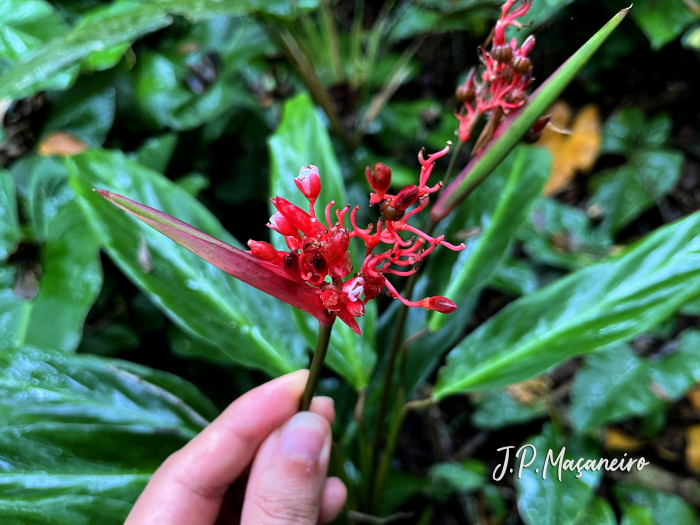 Stromanthe thalia