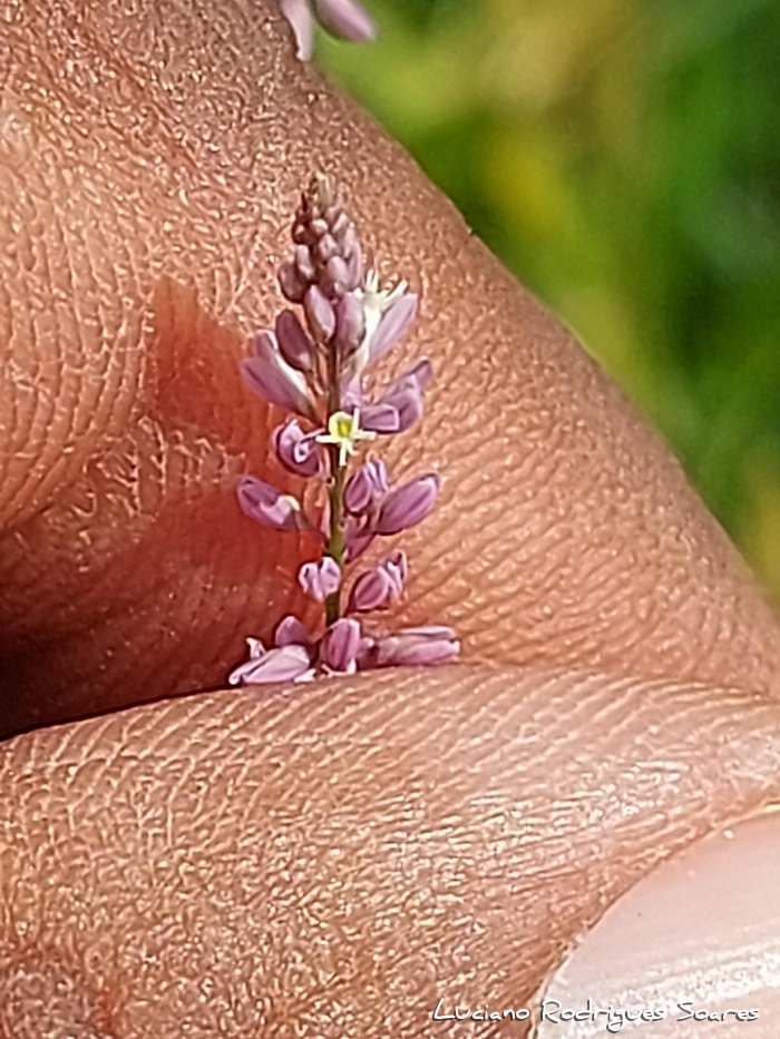 Polygala appendiculata