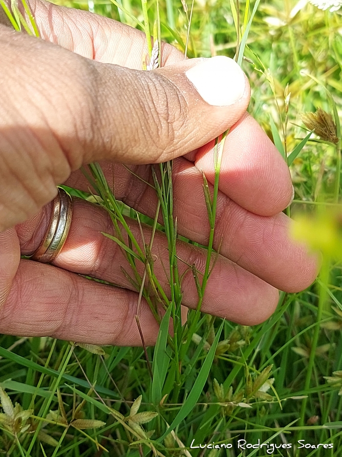Polygala appendiculata