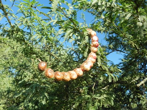 Prosopis affinis