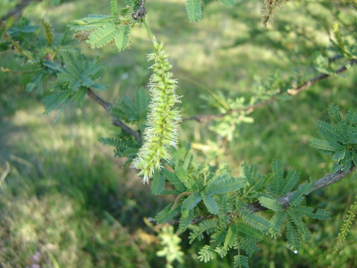 Prosopis affinis