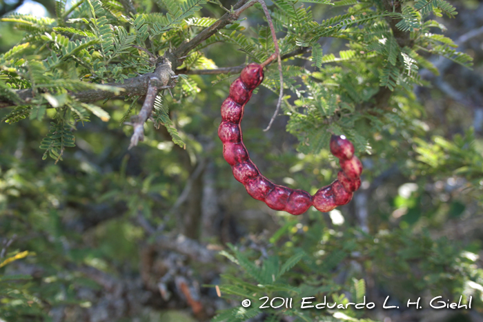 Prosopis affinis