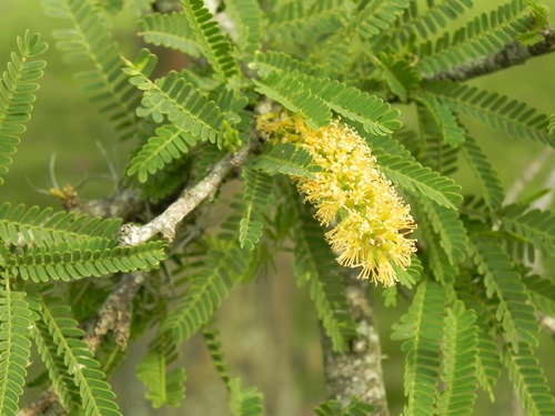 Prosopis affinis