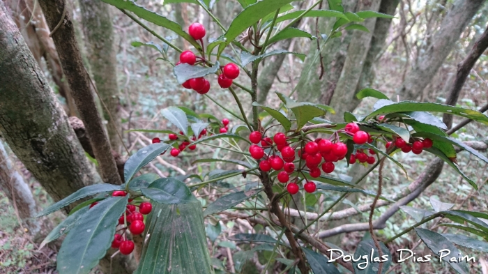 Ardisia crispa