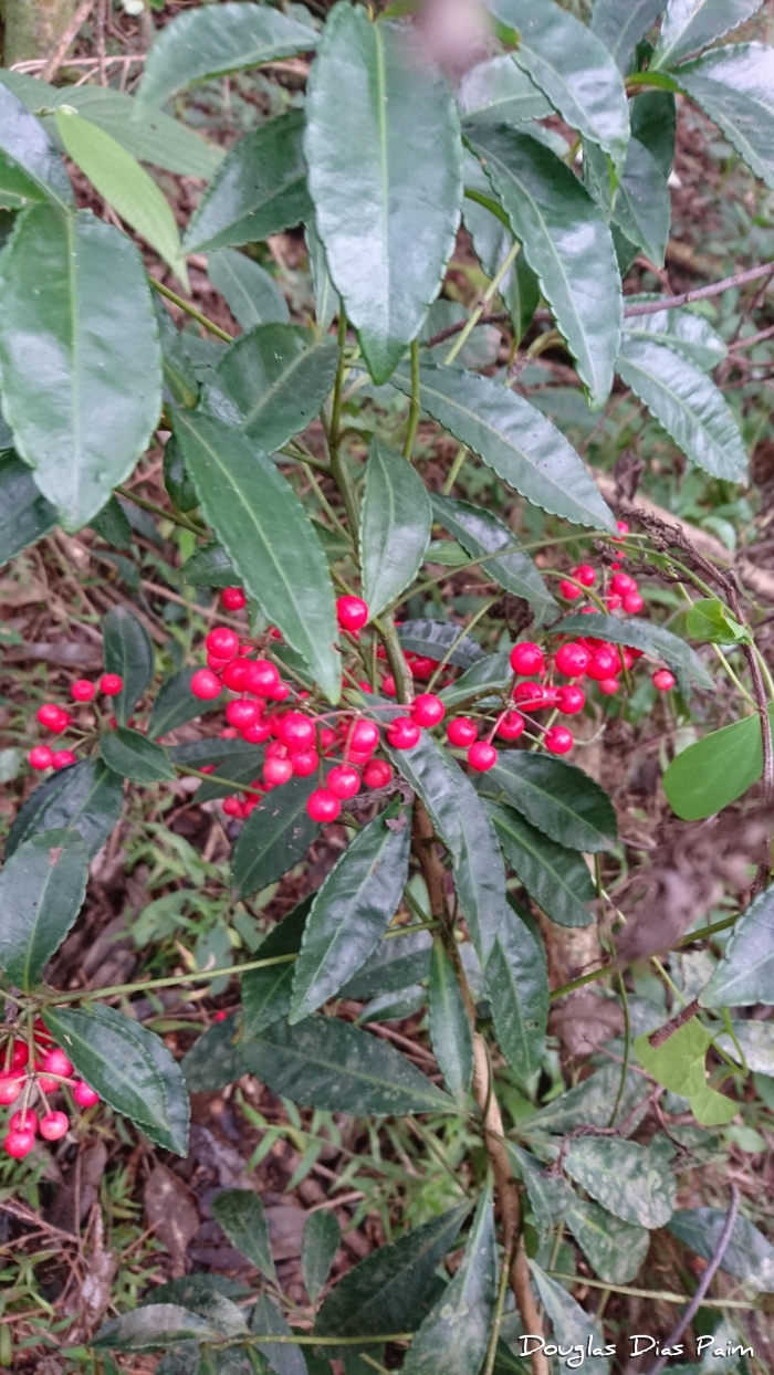 Ardisia crispa