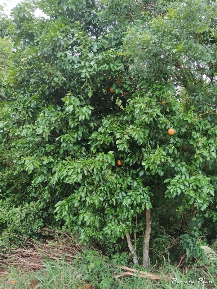 Citrus aurantium
