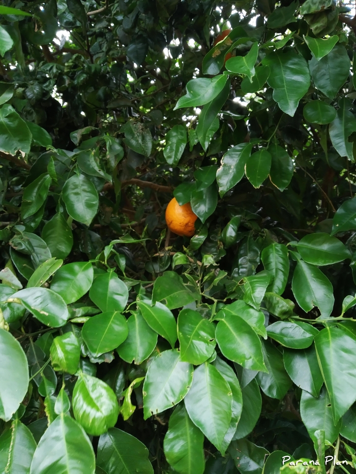 Citrus aurantium