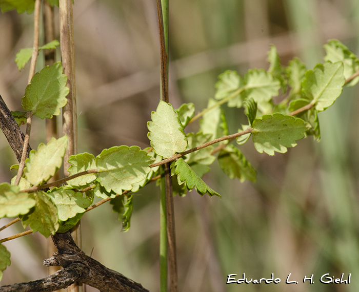 Lippia pusilla