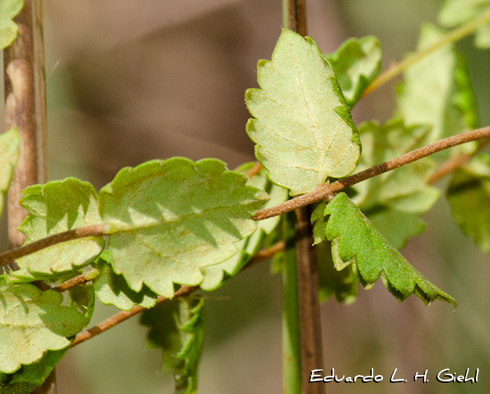 Lippia pusilla