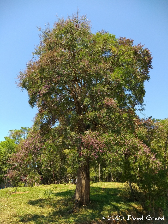 Machaerium hirtum