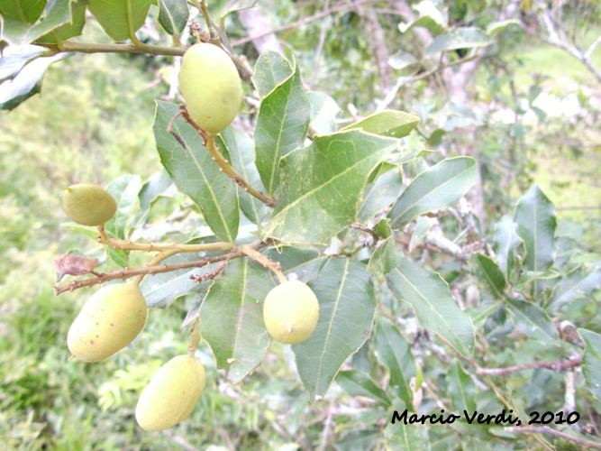 Zollernia ilicifolia