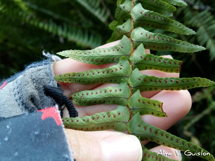 Nephrolepis pectinata