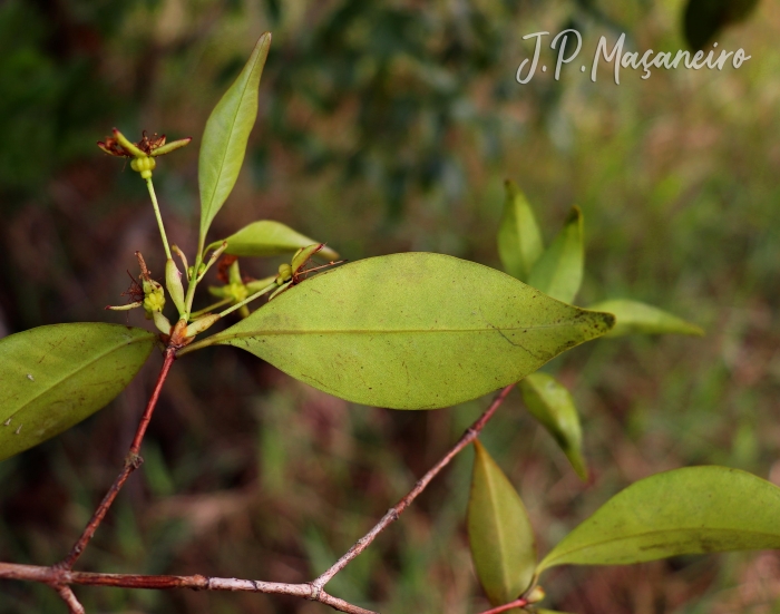 Eugenia sulcata