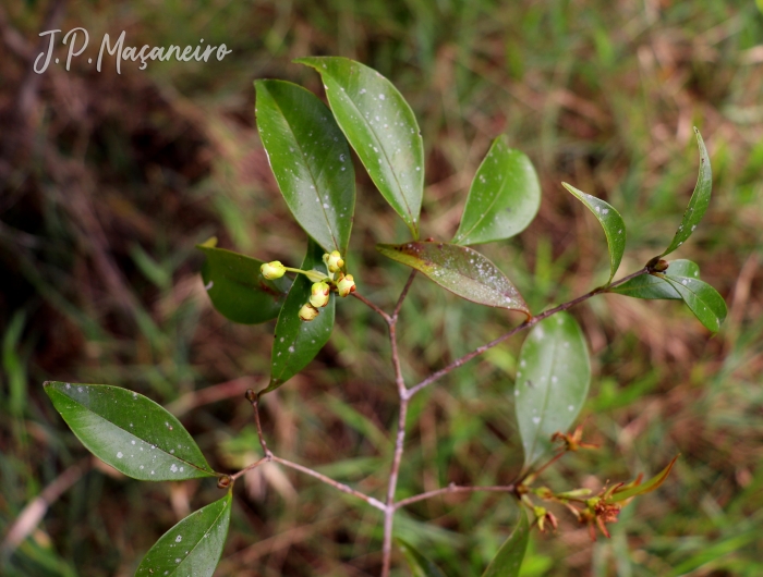 Eugenia sulcata