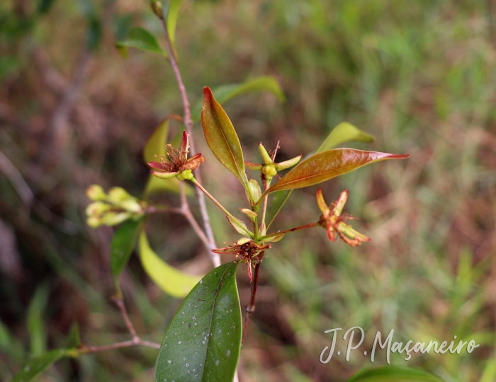 Eugenia sulcata