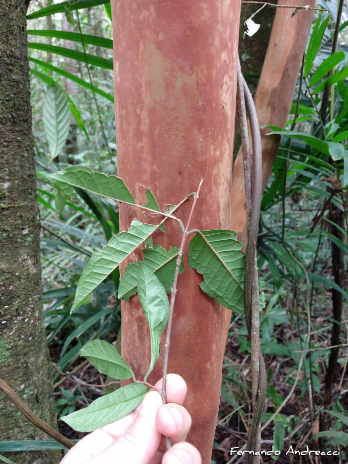 Eugenia pseudomalacantha