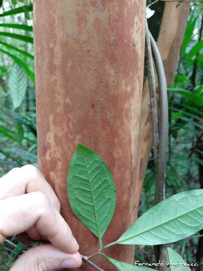 Eugenia pseudomalacantha