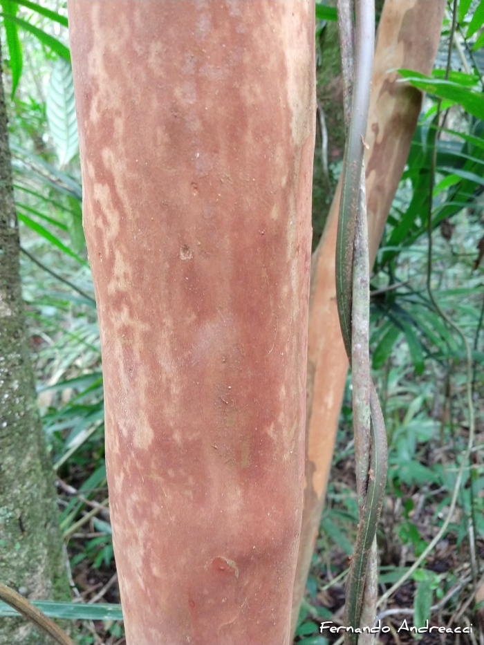 Eugenia pseudomalacantha