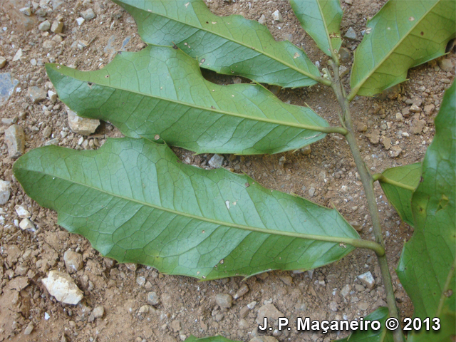 Zollernia ilicifolia