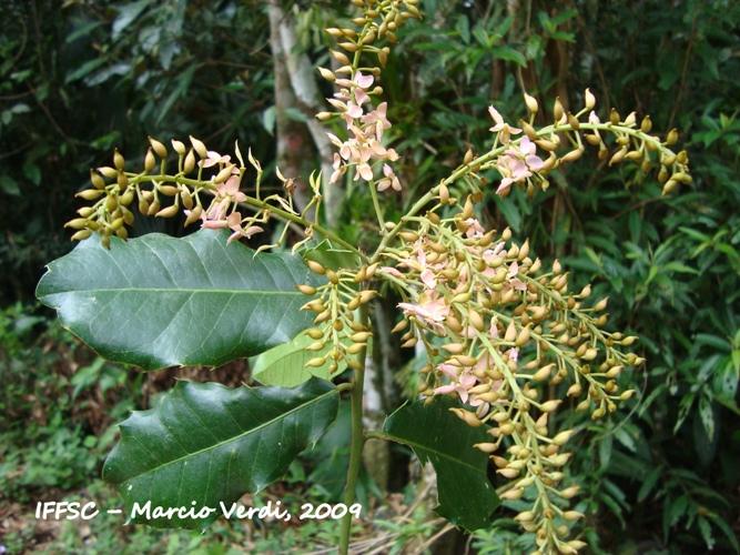 Zollernia ilicifolia