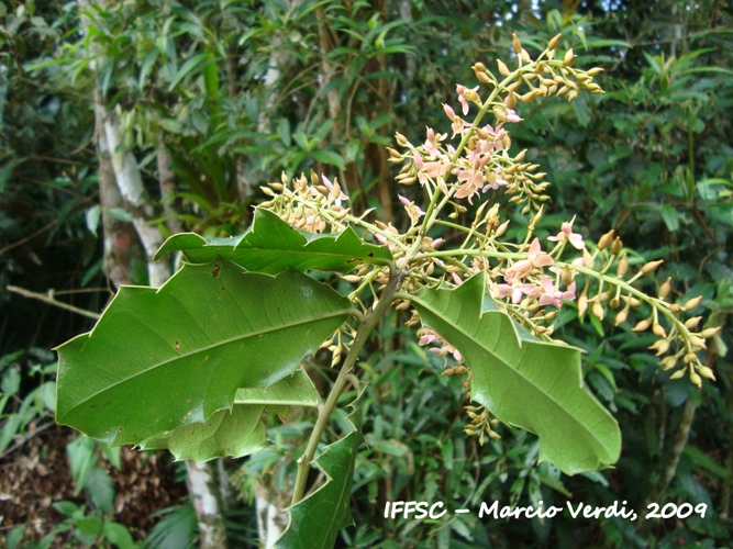 Zollernia ilicifolia