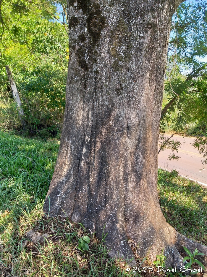 Machaerium hirtum
