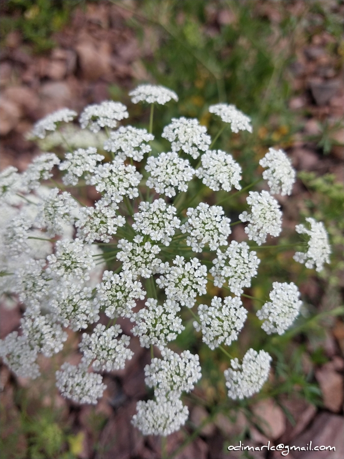 Ammi majus