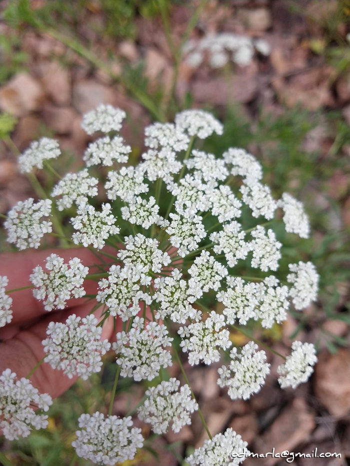 Ammi majus